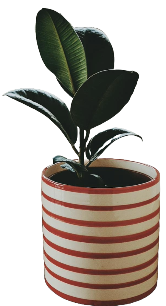 Rubber Plant Image