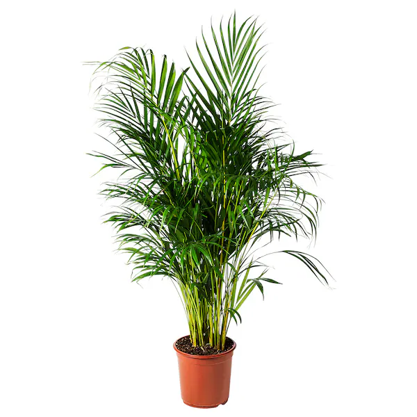 Areca palm image