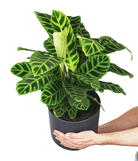 Calathea zebrina Image