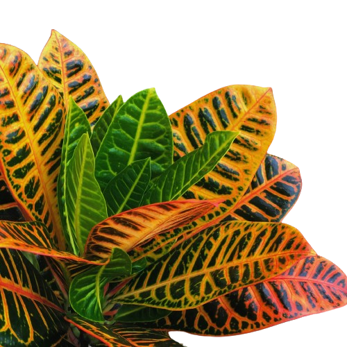 Croton plant Image