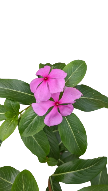 Nayantara flower image