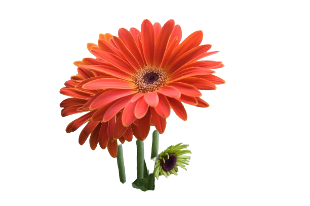 Gerbera daisy image