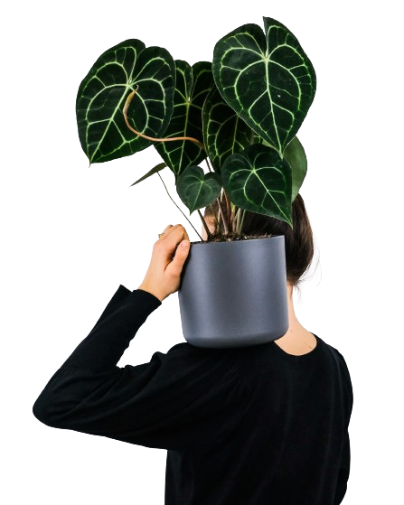 Alocasia Black Velvet image