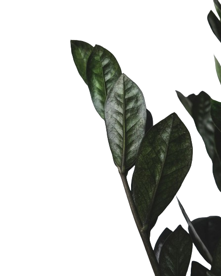 ZZ PLANT (Zamioculcas zamiifolia) Leaf Image