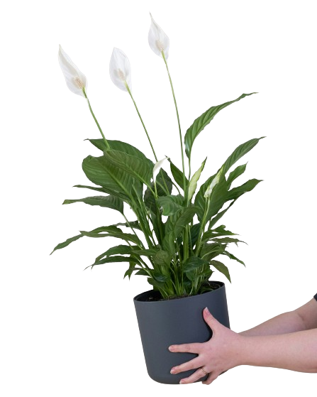 peace-lily-plant image