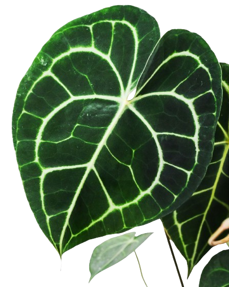 Alocasia Black Velvet image