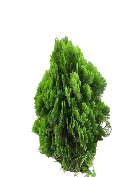 Thuja Plant Image