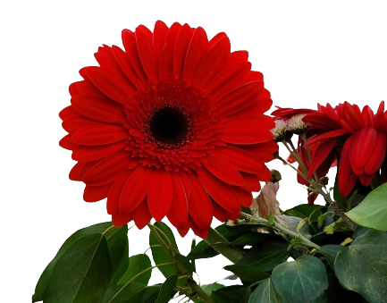 Gerbera daisy image