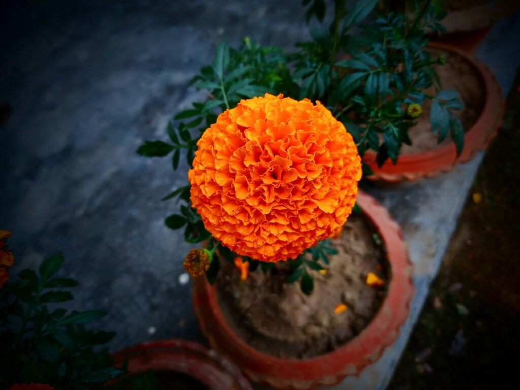 Marigold flower image