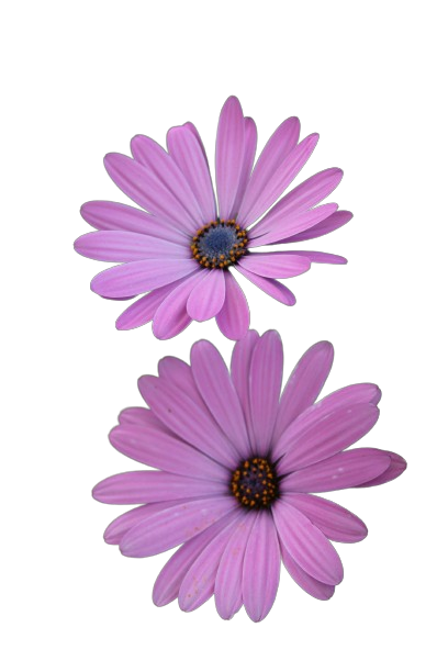 Gerbera daisy image