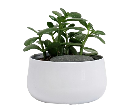 Jade Plant Image