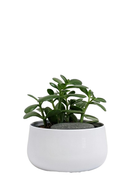 Jade Plant Image